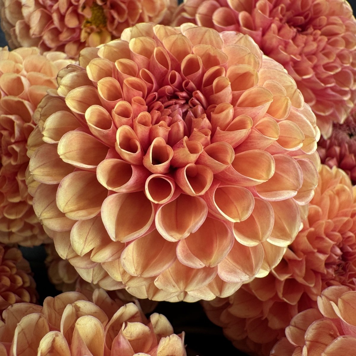 Hy Suntan Dahlia — GOLDENROD GARDENS